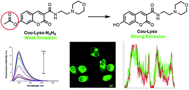 Graphical abstract: A lysosomal targeted fluorescent probe based on coumarin for monitoring hydrazine in living cells with high performance