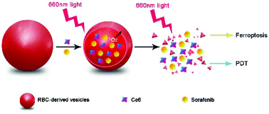 Graphical abstract: RBC-derived nanosystem with enhanced ferroptosis triggered by oxygen-boosted phototherapy for synergized tumor treatment