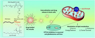 Graphical abstract: Poly-ion complex micelles effectively deliver CoA-conjugated CPT1A inhibitors to modulate lipid metabolism in brain cells