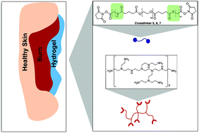 Graphical abstract: In situ gelling and dissolvable hydrogels for use as on-demand wound dressings for burns