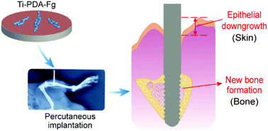 Graphical abstract: Biological sealing and integration of a fibrinogen-modified titanium alloy with soft and hard tissues in a rat model