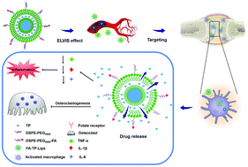 Graphical abstract: Folate-modified triptolide liposomes target activated macrophages for safe rheumatoid arthritis therapy