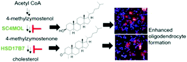 Graphical abstract: Inhibition of SC4MOL and HSD17B7 shifts cellular sterol composition and promotes oligodendrocyte formation