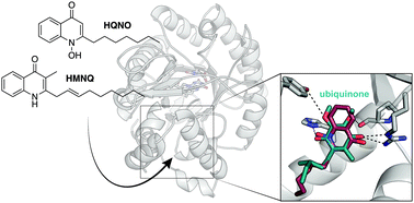 Graphical abstract: Structural insights into inhibition of the drug target dihydroorotate dehydrogenase by bacterial hydroxyalkylquinolines
