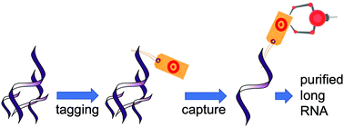 Graphical abstract: Bio-orthogonal chemistry enables solid phase synthesis and HPLC and gel-free purification of long RNA oligonucleotides