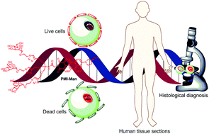 Graphical abstract: Selective sensing of DNA and live/dead cells and histological imaging based on a perylene derivative