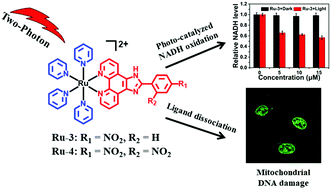 Graphical abstract: Photo-induced mitochondrial DNA damage and NADH depletion by –NO2 modified Ru(ii) complexes
