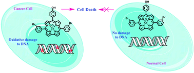 Graphical abstract: An oxo(corrolato)chromium(v) complex selectively kills cancer cells by inducing DNA damage