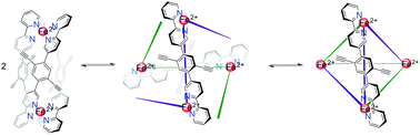 Graphical abstract: The kinetics and mechanism of interconversion within a system of [Fe2L3]4+ helicates and [Fe4L6]8+ cages