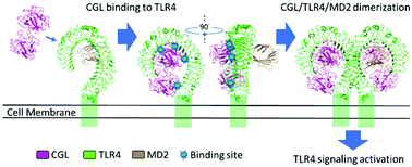 Graphical abstract: A GalNAc/Gal-specific lectin modulates immune responses via toll-like receptor 4 independently of carbohydrate-binding ability