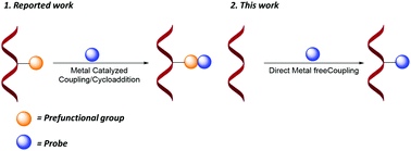 Graphical abstract: Direct and selective metal-free N6-arylation of adenosine residues for simple fluorescence labeling of DNA and RNA