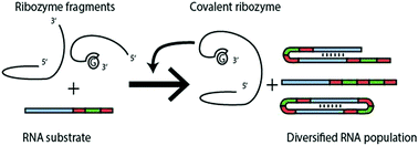 Graphical abstract: RNA diversification by a self-reproducing ribozyme revealed by deep sequencing and kinetic modelling
