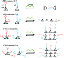 Graphical abstract: Nonenzymatic catalytic assembly of valency-controlled DNA architectures for nanoparticles and live cell assembly