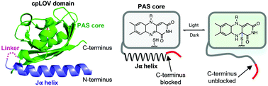 Graphical abstract: Circularly permuted AsLOV2 as an optogenetic module for engineering photoswitchable peptides