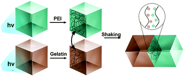 Graphical abstract: Precise macroscopic supramolecular assembly of photopatterned hydrogels