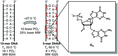 Graphical abstract: Double-headed nucleic acids condense the molecular information of DNA to half the number of nucleotides