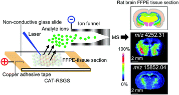 Graphical abstract: Copper adhesive tape attached to the reverse side of a non-conductive glass slide to achieve protein MALDI-imaging in FFPE-tissue sections