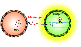 Graphical abstract: Construction of protocell-based artificial signal transduction pathways