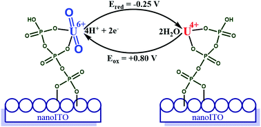 Graphical abstract: Electrochemical behaviour of uranium at a tripolyphosphate modified ITO electrode