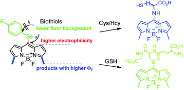 Graphical abstract: An 8-arylselenium BODIPY fluorescent probe for rapid and sensitive discrimination of biothiols in living cells