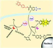 Graphical abstract: A sequentially activated bioluminescent probe for observation of cellular H2O2 production induced by cysteine