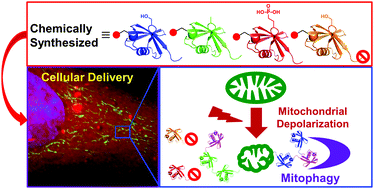Graphical abstract: Synthesis and delivery of a stable phosphorylated ubiquitin probe to study ubiquitin conjugation in mitophagy