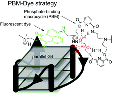 Graphical abstract: Dye-functionalized phosphate-binding macrocycles: from nucleotide to G-quadruplex recognition and “turn-on” fluorescence sensing