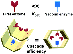 Graphical abstract: Conditional dependence of enzyme cascade reaction efficiency on the inter-enzyme distance