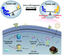 Graphical abstract: Bidirectional modulation of microRNA with a clamp-like triplex switch for enhanced and programmed gene therapy