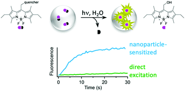 Graphical abstract: Amplifying the reactivity of BODIPY photoremovable protecting groups