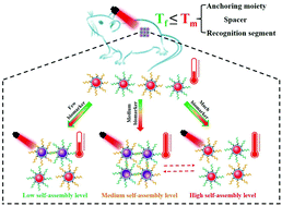 Graphical abstract: Reversible assembly–disassembly of plasmonic spherical nucleic acids enabling temperature-self-controllable and biomarker-activatable photothermal effects