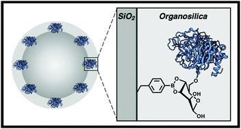 Graphical abstract: Immobilisation and stabilisation of glycosylated enzymes on boronic acid-functionalised silica nanoparticles