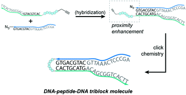 Graphical abstract: Proximity-enhanced synthesis of DNA–peptide–DNA triblock molecules