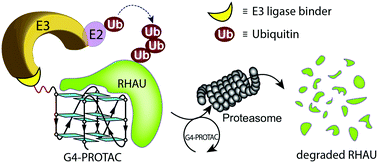 Graphical abstract: G4-PROTAC: targeted degradation of a G-quadruplex binding protein