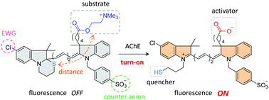 Graphical abstract: An activator-induced quencher-detachment-based turn-on probe with a cationic substrate moiety for acetylcholinesterase