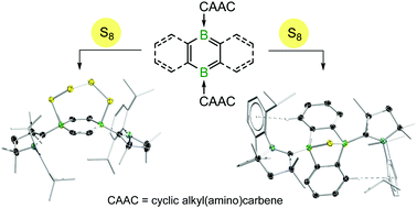 Graphical abstract: Harnessing the electronic differences between CAAC-stabilised 1,4-diborabenzene and 9,10-diboraanthracene for synthesis