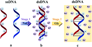 Graphical abstract: A two-stage energy tuning strategy via salt and glycine programmed DNA-engineered crystals