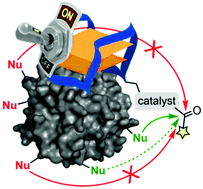 Graphical abstract: Site-selective and inducible acylation of thrombin using aptamer-catalyst conjugates