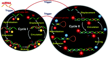 Graphical abstract: A self-quenching fluorescence probe-mediated exponential isothermal amplification system for highly sensitive and specific detection of microRNAs