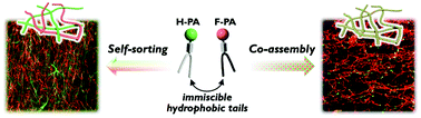 Graphical abstract: Hydrophobic immiscibility controls self-sorting or co-assembly of peptide amphiphiles