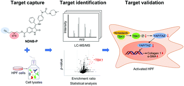 Graphical abstract: Nintedanib exerts anti-pulmonary fibrosis activity via inhibiting TANK-binding kinase 1 (TBK1) phosphorylation