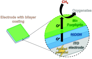 Graphical abstract: A bilayer coating as an oxygen-transfer cascade for the electrochemical ambient conversion of methane to oxygenates