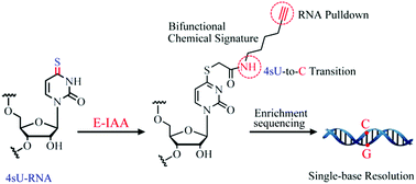 Graphical abstract: A bifunctional chemical signature enabling RNA 4-thiouridine enrichment sequencing with single-base resolution