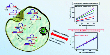 Graphical abstract: A DNAzyme-based normalized fluorescence strategy for direct quantification of endogenous zinc in living cells
