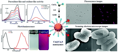Graphical abstract: Excellent catalytic properties of luminescent Cu@Cu2S nanozymes and their antibacterial applications