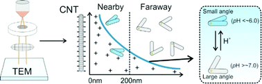 Graphical abstract: DNA origami nanocalipers for pH sensing at the nanoscale