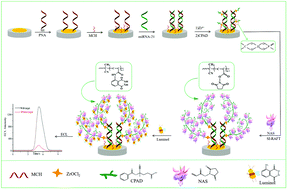 Graphical abstract: Sensitive electrochemiluminescence analysis of lung cancer marker miRNA-21 based on RAFT signal amplification