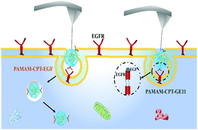 Graphical abstract: Evaluating the therapeutic efficacy of nano-drugs targeting epidermal growth factor receptor