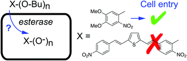 Graphical abstract: The yin and yang of intracellular delivery of amphipathic optical probes using n-butyl charge masking