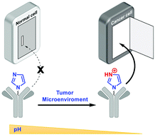 Graphical abstract: In vivo targeted delivery of antibodies into cancer cells with pH-responsive cell-penetrating poly(disulfide)s